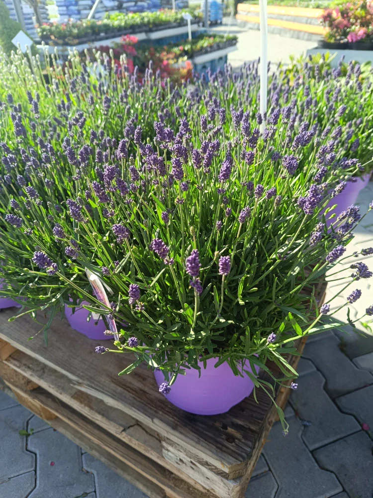 Levandule angostifolia velká