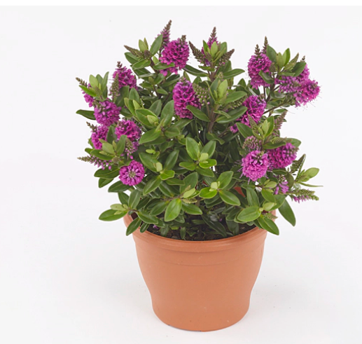 Hebe All Blooms 'Sanuka'