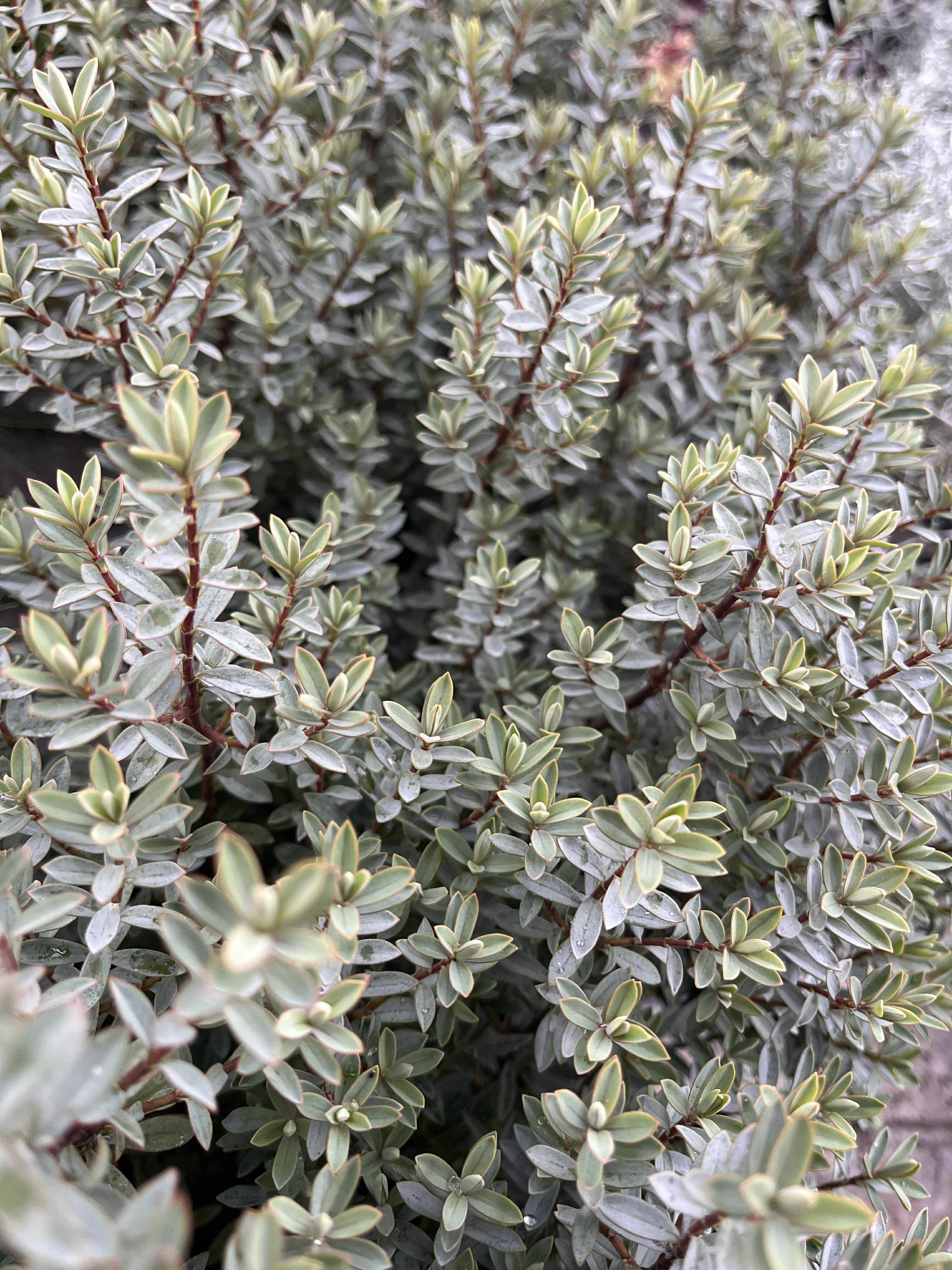 Hebe buchananii