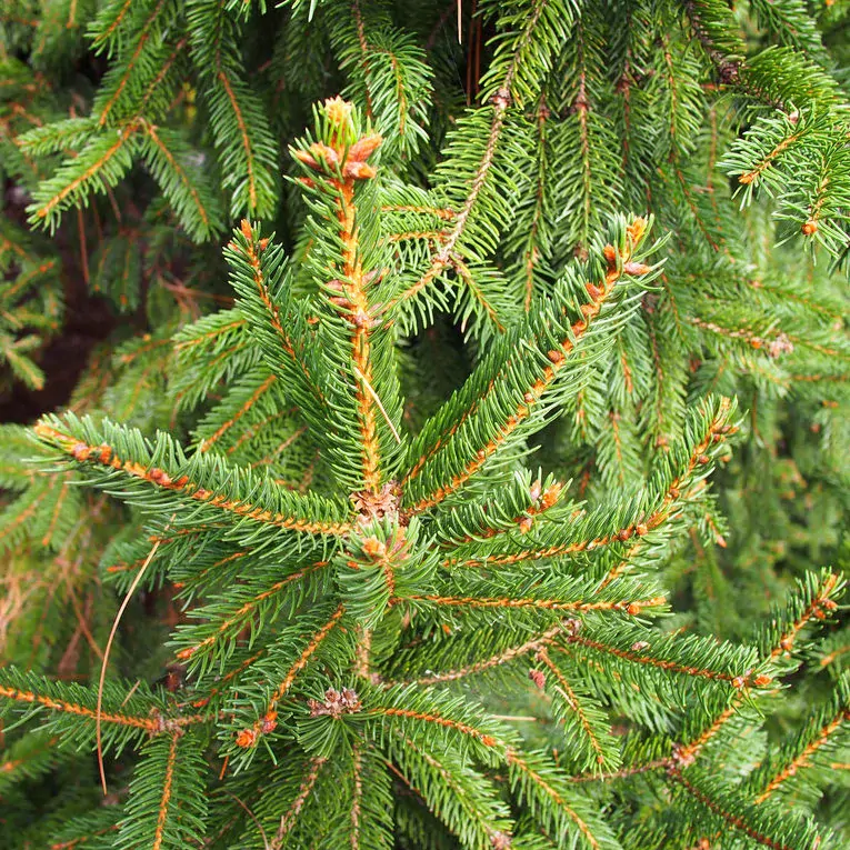 Smrk ztepilý Nidiformis 5l