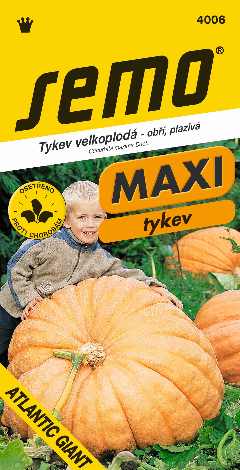 Tykev velkoplodá Atlantic Giant - osivo