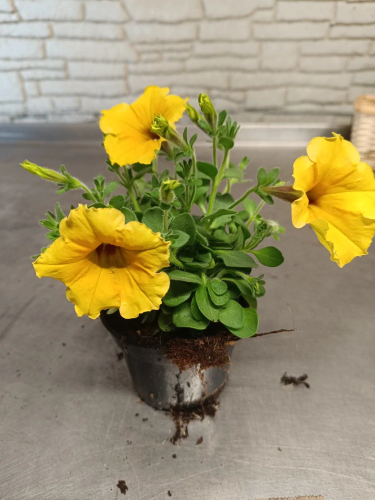 petunie yellow