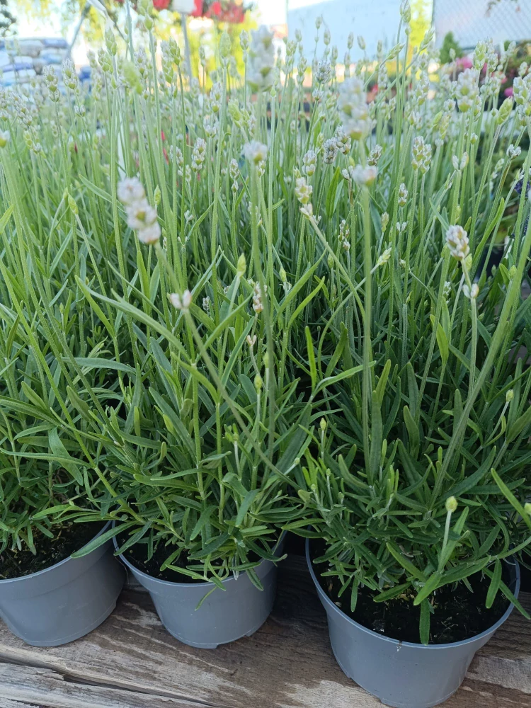 Levandule angostifolia white vienco