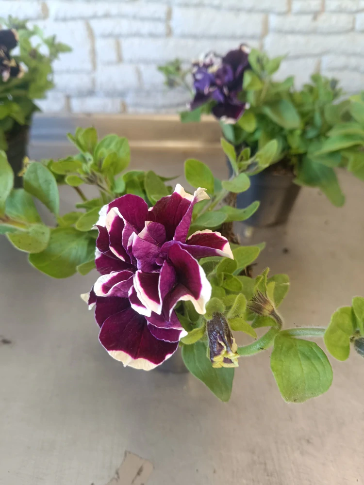 petúnie Plnokvětá Violet Picotee