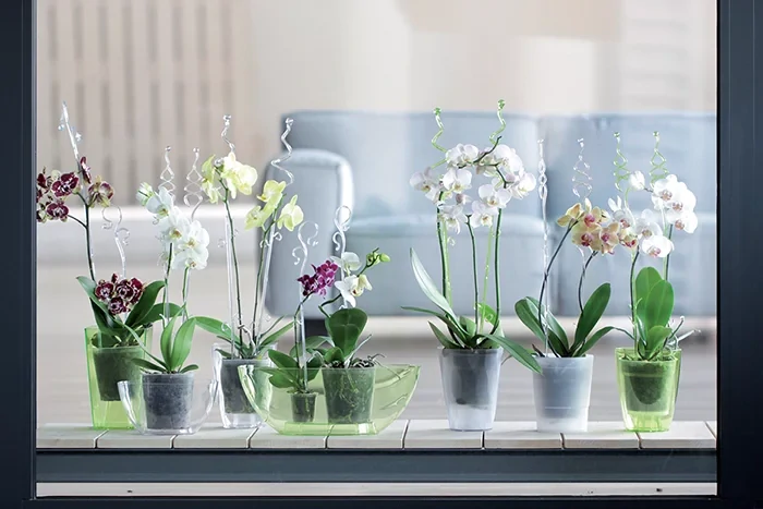 Podpěra pro květiny - orchidej Decor Orchid Stick 39cm transparentní růžová