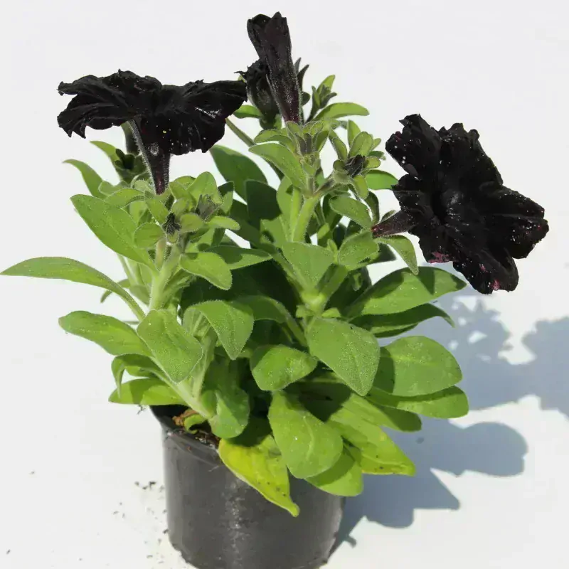Petúnie Charms Black