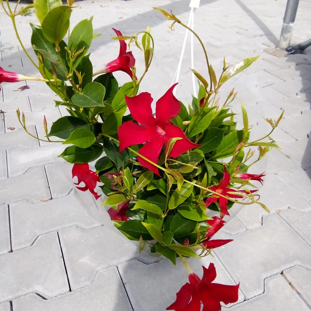 Mandevilla bílá