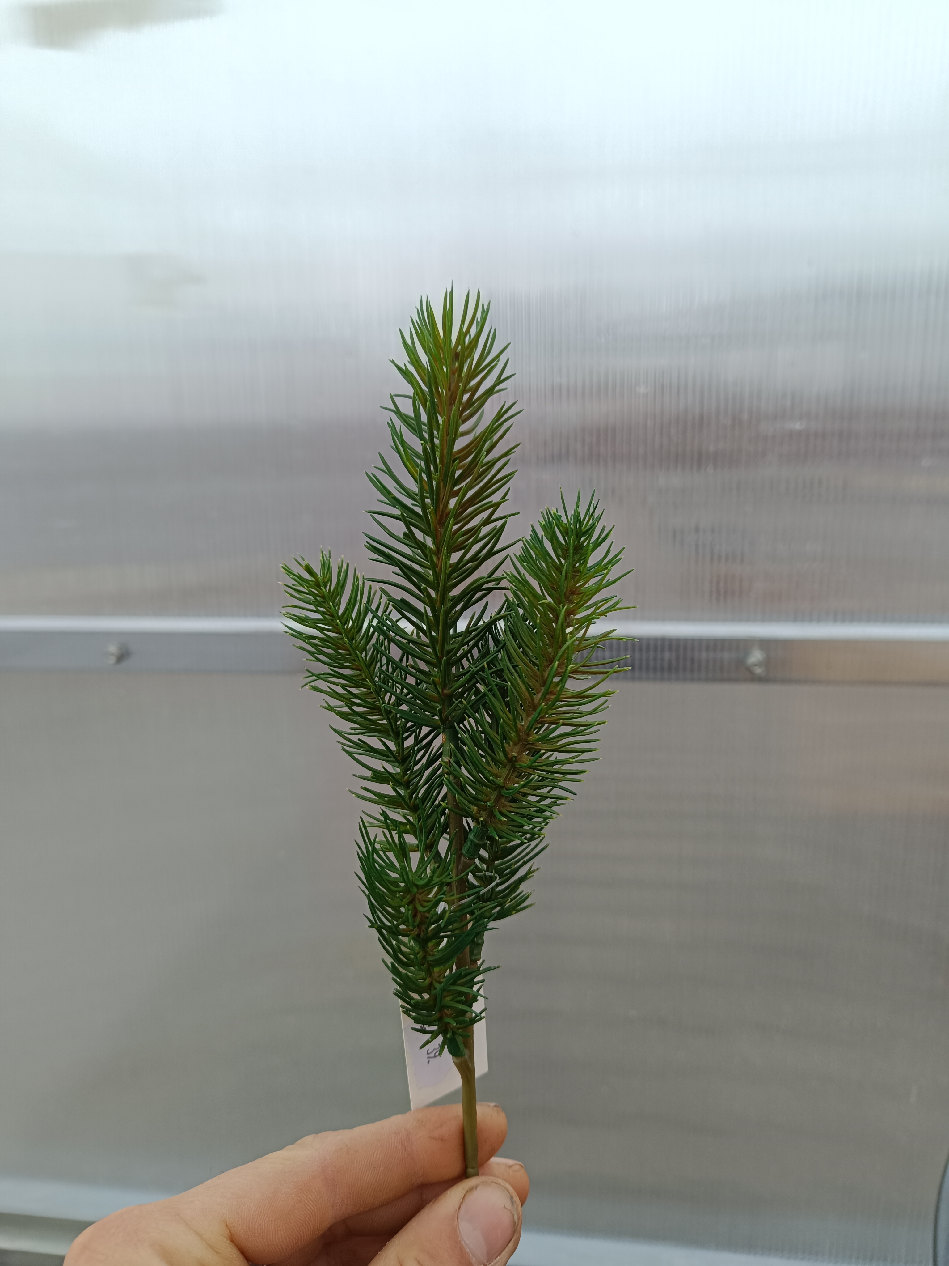 Plastová větev - zelená 50cm