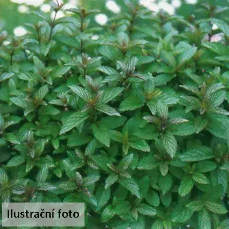 Máta marocká