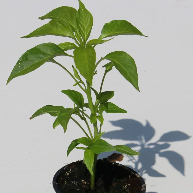 Paprika beraní roh Poseidon ostrý