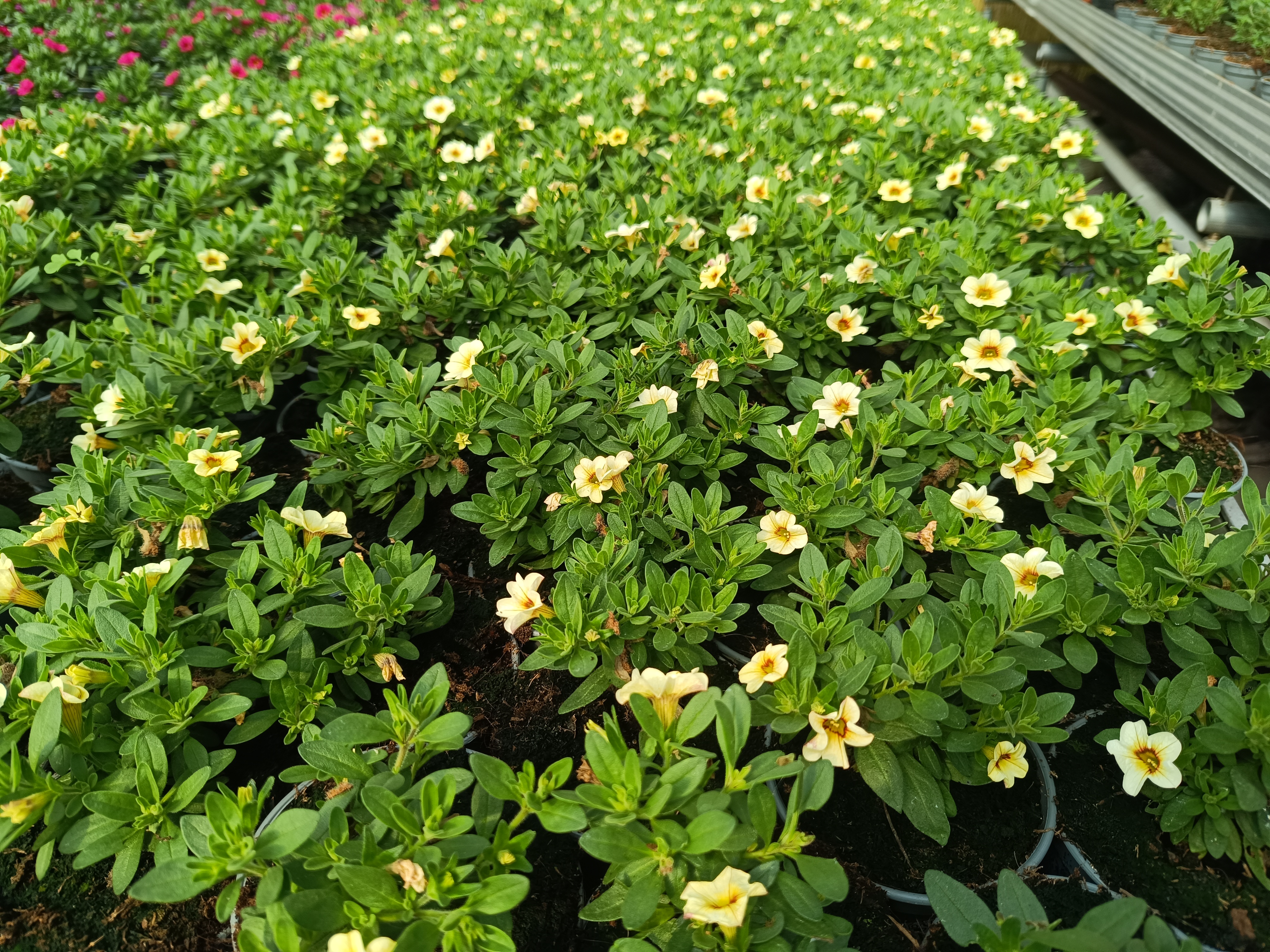 Million Bells Dora Lemon
