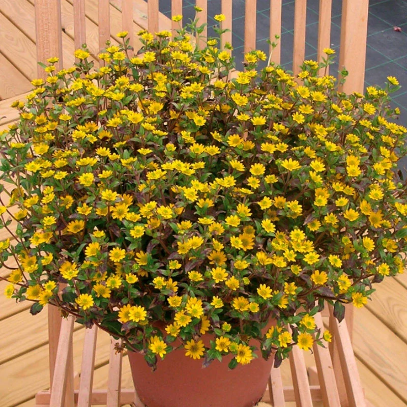 Sluníčko - Sanvitalia Yellow Compact