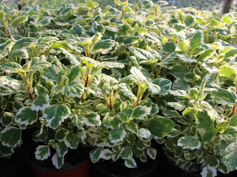 Molice- Plectranthus