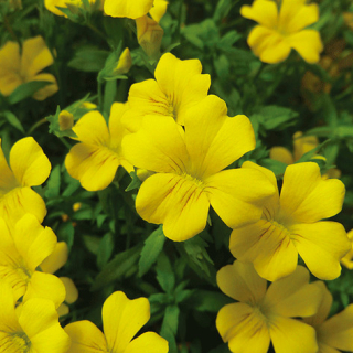 Mecardonia Magic Yellow Carpet