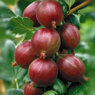 Angrešt keřový červený Hinnonmaki Rot