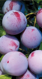 Bluma ‘Althanova’