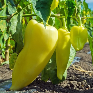 Paprika roční Zlata