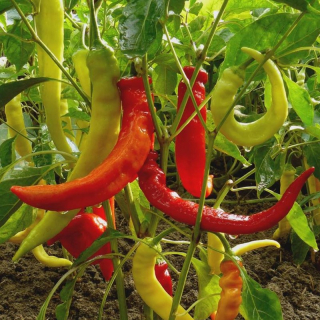 Paprika kozí roh Harriet ostrá