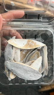 Dekorační sušený materiál - sepiová kost 