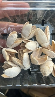 Dekorační sušený materiál -  Bakuli 