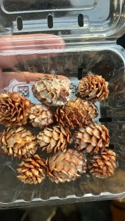 Dekorační sušený materiál -  šišky 