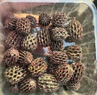 Dekorační sušený materiál -  casuarina