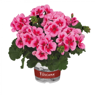 Muškát vzpřímený Chianti ROSE WITH CHERRY EYE