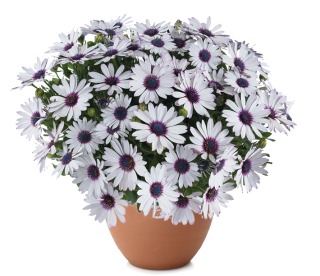 Paprskovka Osteospermum TRUSTY AMETHYST