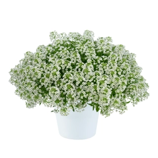 Tařicovka přímořská Compact white