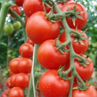 Rajče tyčkové červené cherry Spencer
