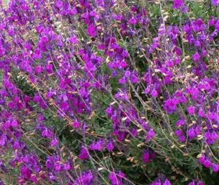 Šalvěj Gregorova Violet butter 
