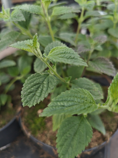 Lantana měňavá