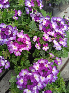 Verbena purple