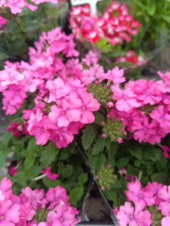 Verbena pink