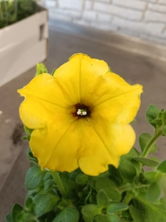 petunie yellow