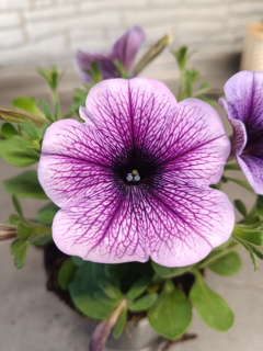surfinie purple vein