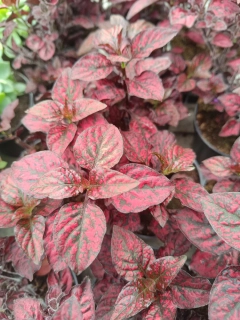 podrostovka listoklasá red