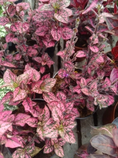 podrostovka listoklasá pink