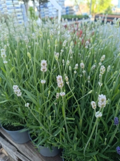 Levandule angostifolia white vienco