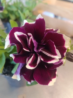 petúnie Plnokvětá Violet Picotee