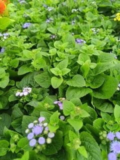 ageratum Nestařec americký
