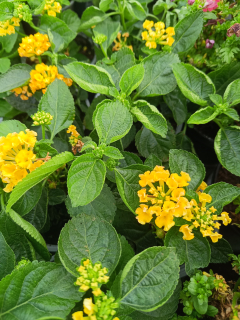 Lantana yellow