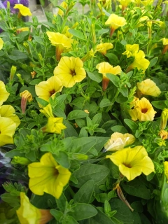 supertunia vista yellow