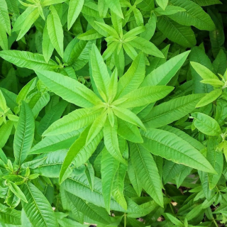 Aloisie citronová, citronová  verbena