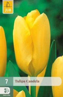 Tulipán Candela 7 ks