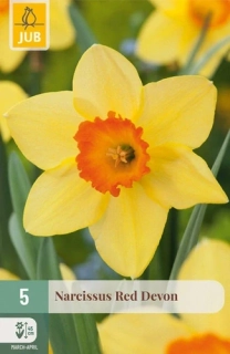 Narcis Red Devon 5 ks