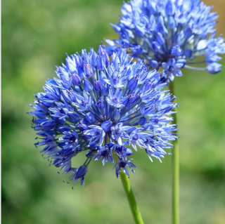 česnek - allium cearuleum (15 cibuli) "B"