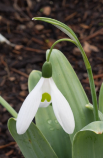 Sněžkenka- Galanthus Elwesii (10 Cibulí) "C"