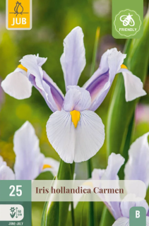 Iris Hollandica Carmen (25 cibulí) "B"