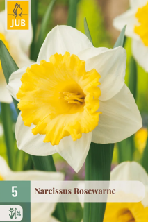 Narcis Rosewarne (5cibulí) "C"
